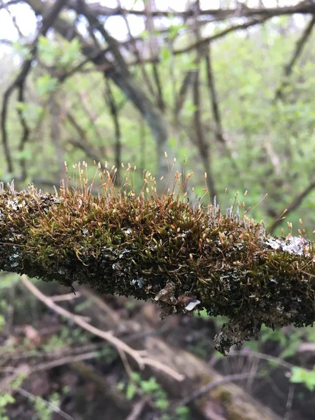 Vertical selective focus shot of a branch of a tree covered in moss in a forest — 스톡 사진