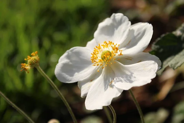 Een Closeup Shot Van Een Oogst Anemoon Bloem Met Een — Stockfoto