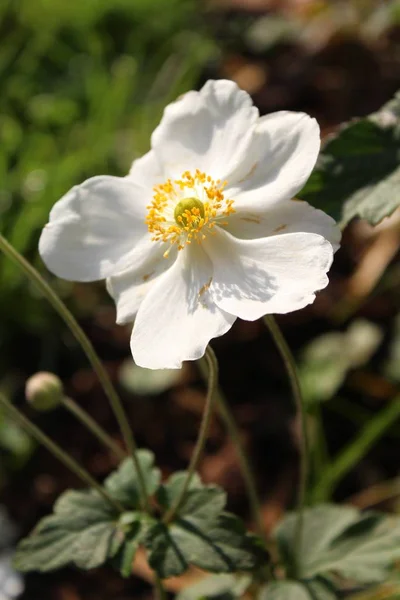 Tiro Close Uma Flor Anêmona Colheita Com Fundo Borrado — Fotografia de Stock