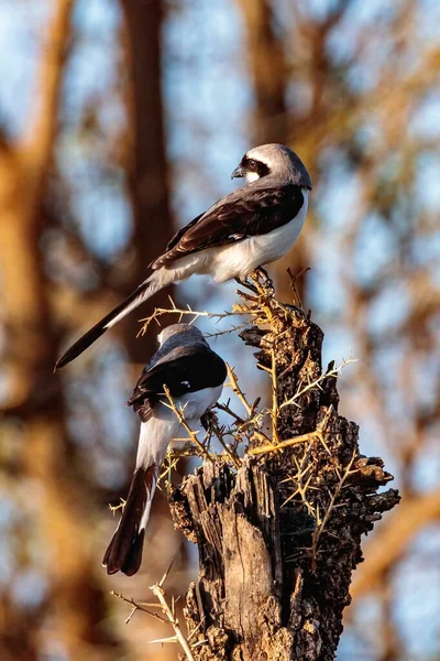 Eine Vertikale Aufnahme Von Würgervögeln Auf Einem Abgebrochenen Baum — Stockfoto