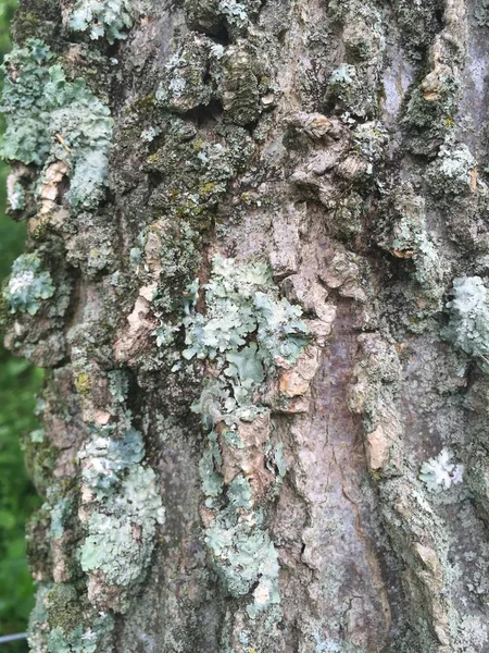Primer plano vertical de un tronco de árbol cubierto de musgo y hongos —  Fotos de Stock