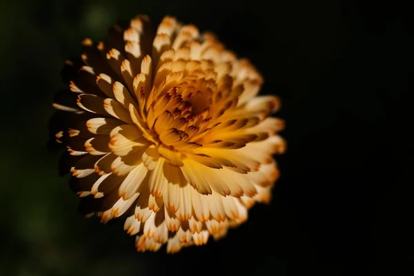 Closeup Shot Beautiful Chrysanthemum Flowering Plant Front Black Background — Stok fotoğraf