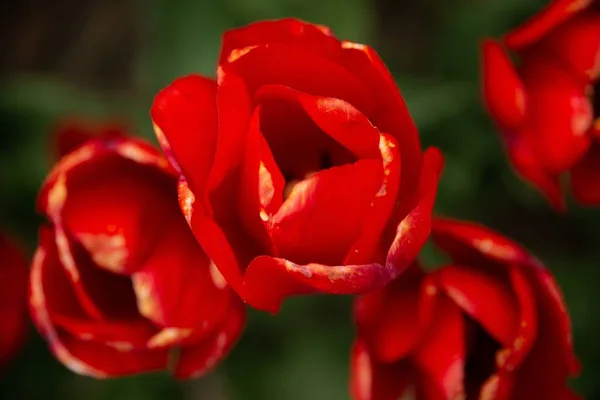 Detailní Záběr Červené Květiny Rozmazaným Pozadím — Stock fotografie