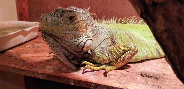 Closeup Shot Cute Green Iguana Enjoying Sunlight While Lying Brown — 스톡 사진