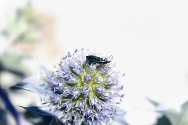 Een Selectieve Focus Shot Van Een Klein Insect Zittend Een — Stockfoto