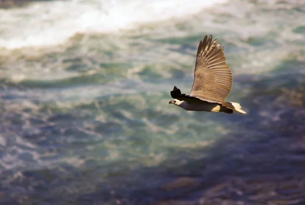 Primo Piano Bellissimo Falco Pescatore Che Vola Sopra Oceano — Foto Stock