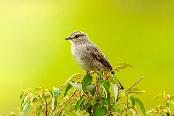 Close-up shot van een Afrikaanse grijze vliegenvanger op een boom — Stockfoto