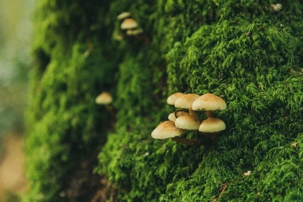 Selective Focus Shot Sulphur Tuft Mushrooms Growing Mossy Tree Thornecombe — Stock Photo, Image