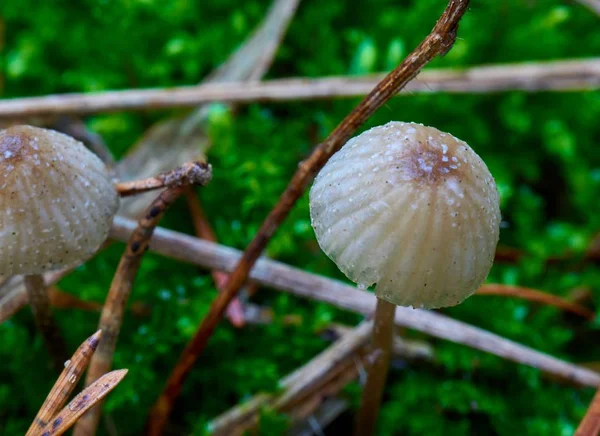 Closeup tiro foco seletivo de cogumelos no meio da floresta — Fotografia de Stock