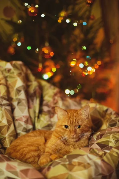 Domowy kot relaksujący się na przytulnej kanapie z dekoracjami świątecznymi w tle — Zdjęcie stockowe