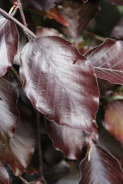 Gambar close-up vertikal dari daun beech tembaga pada latar belakang kabur — Stok Foto