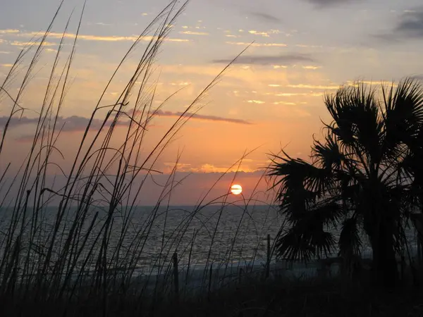 海滩上一棵棕榈树的美丽景色 背景是落日笼罩海洋 — 图库照片