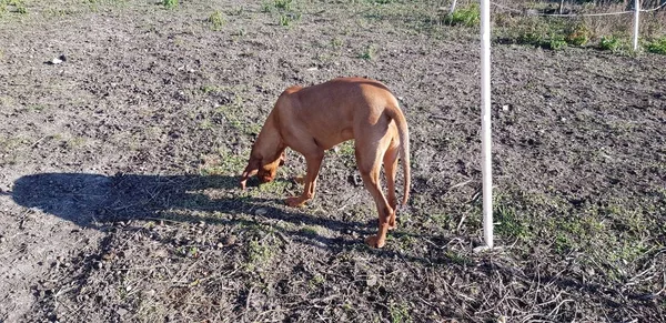 Венгерская Собака Визла Стоящая Земле Тенью Земле — стоковое фото