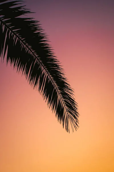 Vertical Shot Plant Breathtaking Sunset — Stock Photo, Image