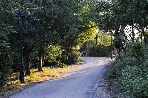 Eine Enge Straße Umgeben Von Hohen Bäumen Frankreich Der Sommerdämmerung — Stockfoto