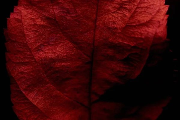 Een Close Van Een Prachtig Rood Fluwelen Blad Perfect Voor — Stockfoto