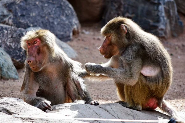 Pair Cute Monkeys Sitting Rock Daytime — ストック写真