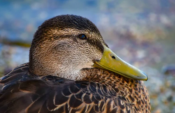 Tiro Perto Pato Reais Com Fundo Desfocado — Fotografia de Stock