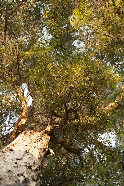 Tiro vertical de baixo ângulo de uma árvore grossa com folhas verdes durante o dia — Fotografia de Stock