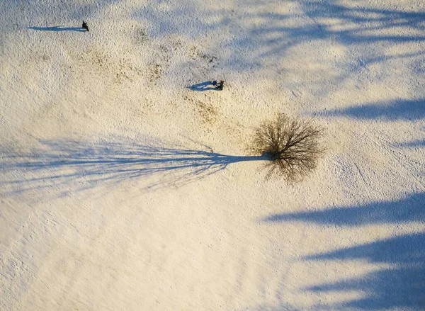 Wysoki Kąt Strzał Drzewa Śnieżnym Polu Cieniami Ziemi — Zdjęcie stockowe