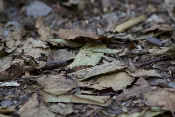 Piso Floresta Escura Coberto Com Folhas Úmidas Que Bagunça — Fotografia de Stock
