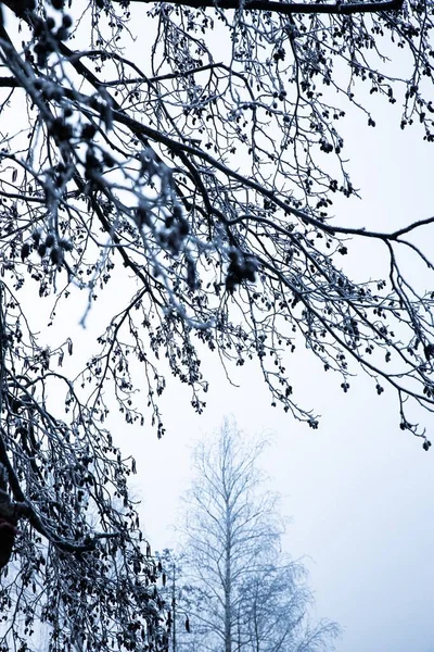 Svislý Nízký Úhel Záběru Holých Větví Stromu Zamlženém Zimním Dni — Stock fotografie