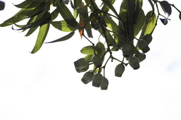 Low Angle Shot Bay Laurel Branches White Background — 스톡 사진