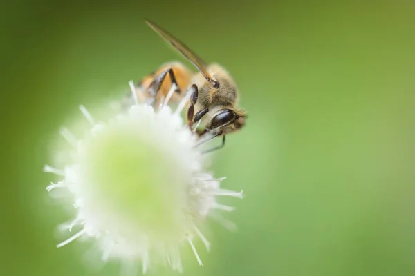 Nahaufnahme einer Biene, die Nektar aus der Minzblüte sammelt — Stockfoto