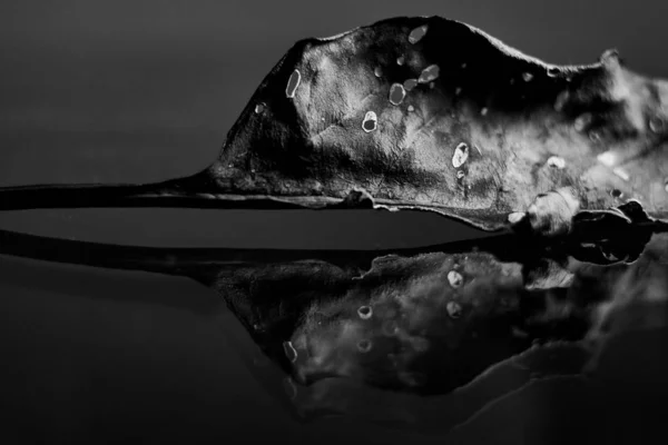 Серый Крупным Планом Снимок Опавшего Сухого Листа Отверстиями Поверхности Отражением — стоковое фото