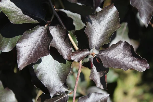 美丽奇异的铜山毛榉树叶在花园里高角镜头 — 图库照片