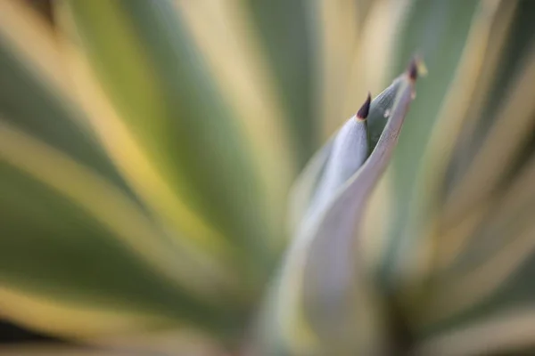 Close-up shot van een groen blad op een wazige achtergrond — Stockfoto