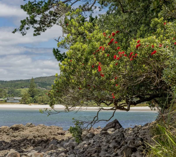 Prachtige omgeving van rotsformaties en groene planten op New Chums Beach in Nieuw-Zeeland — Stockfoto