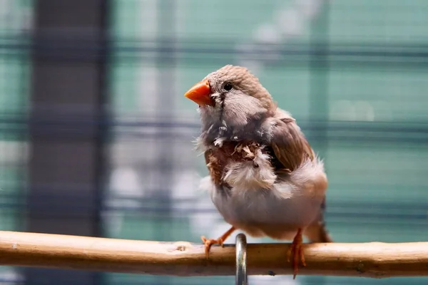 Une Mise Point Sélective Joli Petit Oiseau Assis Sur Une — Photo