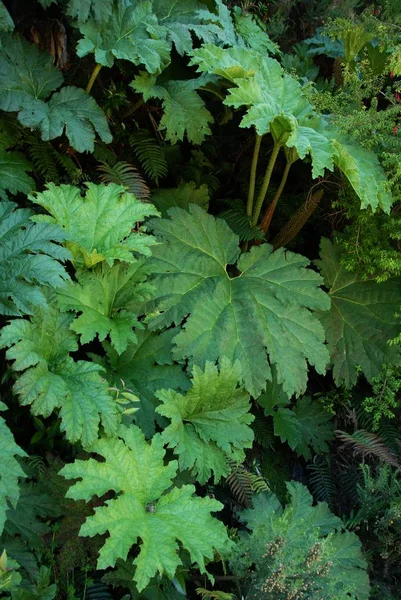 A vertical shot of plants with green leaves