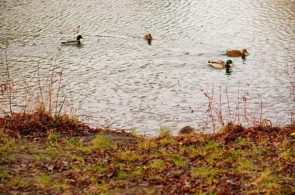 Duży kąt strzał cute kaczek pływanie w jeziorze — Zdjęcie stockowe