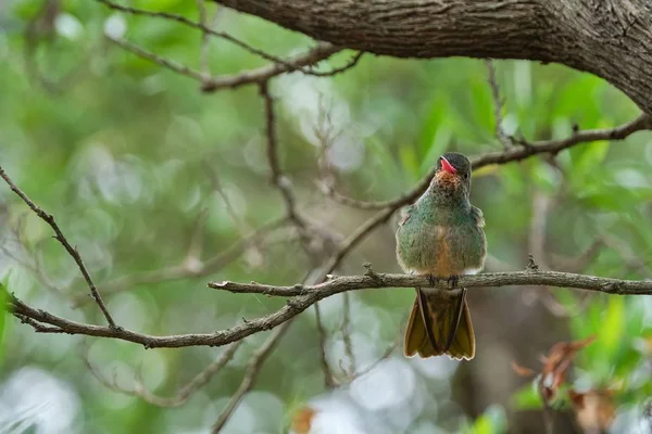 Captura selectiva de enfoque de un ave exótica sentada en una rama de árbol — Foto de Stock