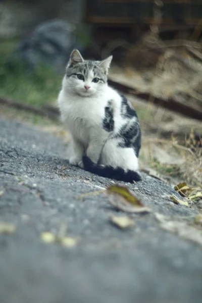 Gato de outono — Fotografia de Stock