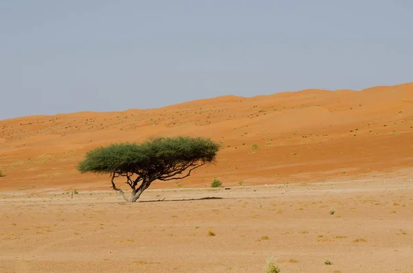 Single green-leafed tree in a desert area during daytime — 스톡 사진