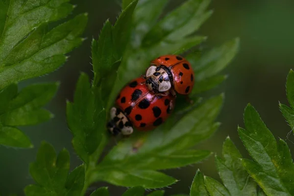 Closeup shot of two ladybugs mating on a green leaf — 스톡 사진