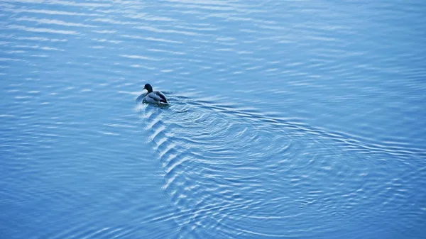 Una Vista Alto Ángulo Pato Nadando Lago Bajo Luz Del —  Fotos de Stock
