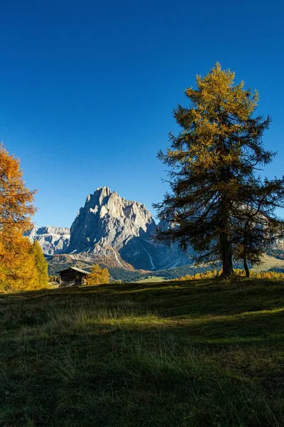 Pionowe ujęcie trawiastego pola z drzewami i domu w oddali w dolomicie Włochy — Zdjęcie stockowe