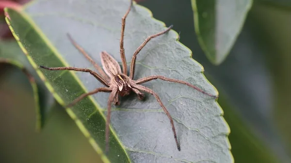 Павук - павук (Pisaura mirabilis, самець).) — стокове фото