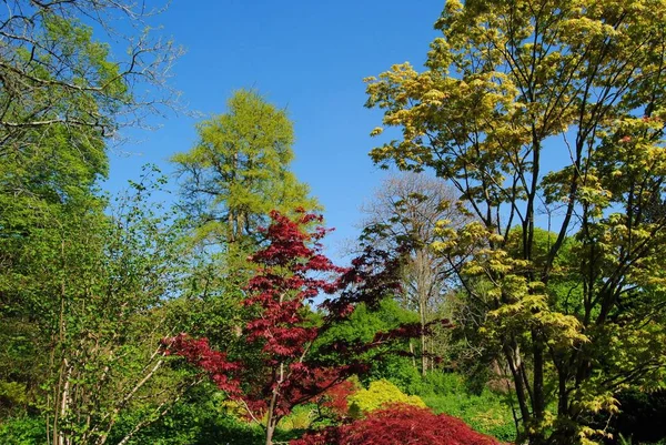 The Botanical Gardens, Royal Victoria Park, Bath, Inglaterra. 7 mayo 2018 . — Foto de Stock