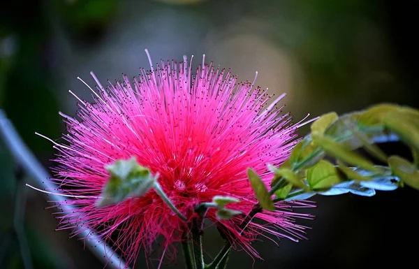 Detailní Záběr Růžové Mimózy Zahradě Slunečního Světla Rozmazaným Pozadím — Stock fotografie