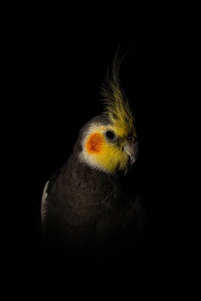 Fechar-se de uma Cockatiel sob as luzes em um estúdio contra um fundo escuro — Fotografia de Stock