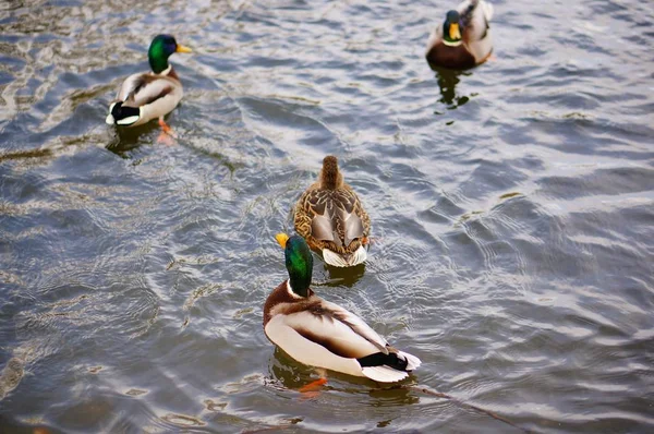 Vysoký úhel záběr na roztomilé kachny plavání v jezeře — Stock fotografie