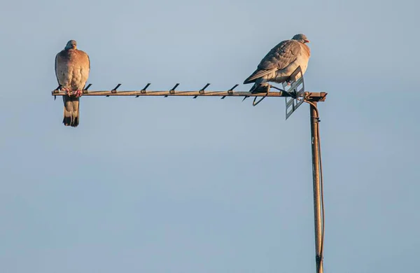 Два голуби на літаку ТВ — стокове фото
