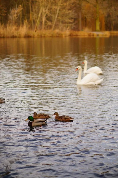 Vertikale Hochwinkelaufnahme von im See schwimmenden Enten und Schwänen — Stockfoto