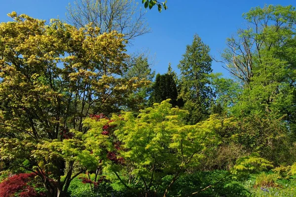 The Botanical Gardens, Royal Victoria Park, Bath, Inglaterra. 7 mayo 2018 . — Foto de Stock