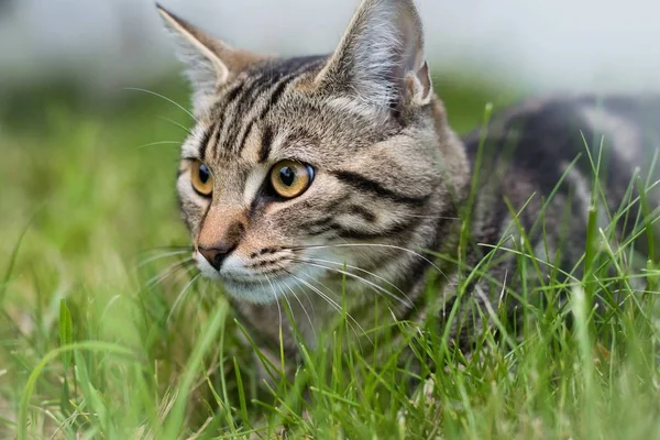 Nahaufnahme einer grauen Hauskatze, die mit verschwommenem Hintergrund im Gras sitzt — Stockfoto